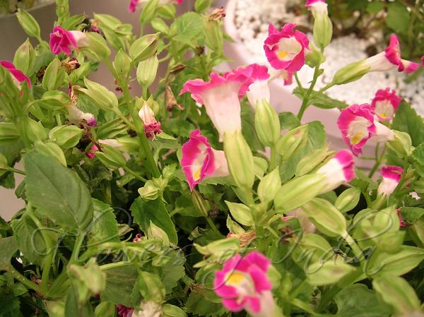 Wishbone Flower pink